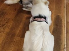 -萌喵宠狗爱心宠咖