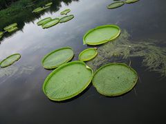 -荷塘月色湿地公园·向阳花洲