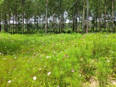 -黄海国家森林公园