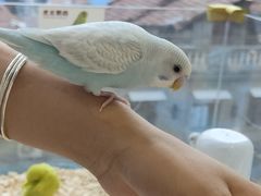 -怪兽屋·羊驼·猫咖·狗咖(俊华广场店)