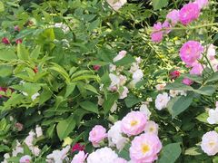 -白马涧龙池景区