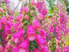 -三圣花乡旅游区