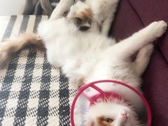 -芭比堂动物医院·犬猫全科·异宠专科(雁塔分院)