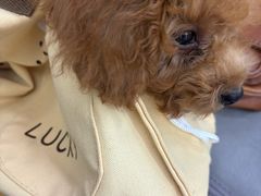 -pd派德宠物中心医院24H急重症·眼科中心·血液透析中心(嵩山北路店)