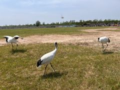 -盐城丹顶鹤湿地生态旅游区