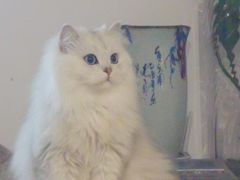 -喜洋洋宠物医院(震川路总店)