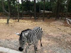 -清迈夜间动物园