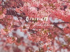 -上海辰山植物园