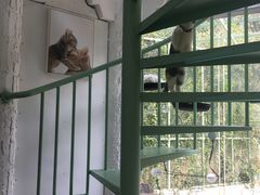 -有猫主题·治愈系猫咖(曾厝垵店)