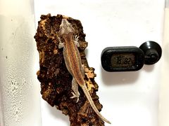 -酷以爬仙阁实体爬宠店·守宫·蜥蜴·专业繁育