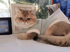 -纳吉亚猫专科动物医院·北北分院