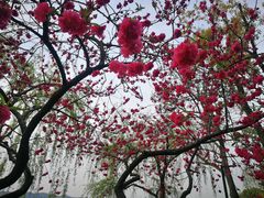 -浙江西子宾馆·瑶园咖啡厅