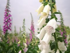 -紫颐香薰山谷景区