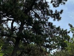 -北岭山森林公园