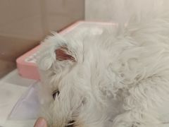 -翊宠yipet猫狗购宠庄园犬舍•猫舍