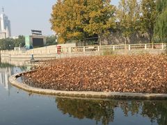 -莲花池公园