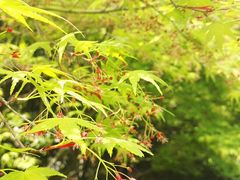 -桃花岛景观公园