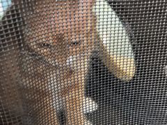 -瑞派福兴宠物医院犬猫全科·骨科·中西医结合(河东店)