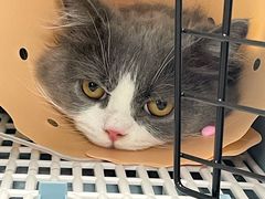 -伟伟宠物医院·CT影像中心·瑞派犬猫综合性门诊(汉口总院)