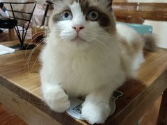 -猫小院猫主题餐厅(南锣旗舰店)