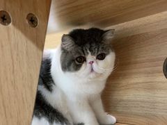 -宠爱国际动物医院· 猫科· 外科·中兽医(长白店)