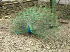 -藏龙百瀑风景区