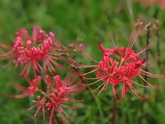 -上海滨江森林公园