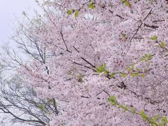 -苏州上方山国家森林公园