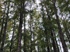 -上海滨江森林公园