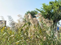 -芒洲湿地公园