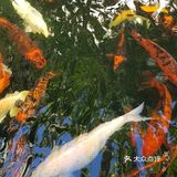 普吉｜让我最想念的咖啡餐厅……