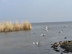 -洱海月湿地公园