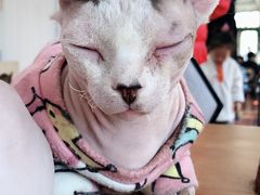 -猫小院猫主题咖啡厅(北锣店)