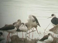 -大湾区中央湿地公园