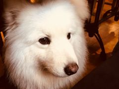 -more than meow吴止猫主题餐厅(承德 中船汇店)