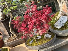 -龙大花卉苗木市场