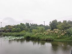 -贡湖湾湿地公园