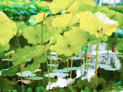 -金银湖国家城市湿地公园