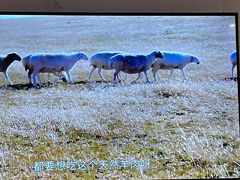 -浩爷羊蝎子火锅(双榆树店)
