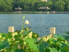 -莲花池公园