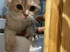 -屋虎猫馆(宝安大仟里店)