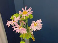 -半秋山西餐厅(巴南万达广场店)