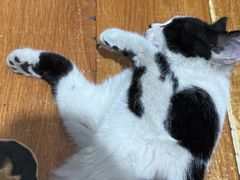 -小伙伴宠物医院•急重症转诊中心·老年专科·犬猫全科(北大街总院)