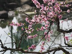-秀丽东方