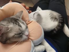 -纳吉亚猫专科动物医院博雅分院