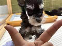 -帕帕拉兹宠物(亚洲旗舰店)