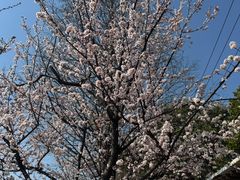 -高东镇樱花园