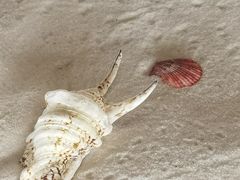 -青岛贝壳博物馆