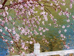 -桃花堤公园