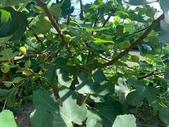 -樂桃源奉贤黄桃种植采摘基地